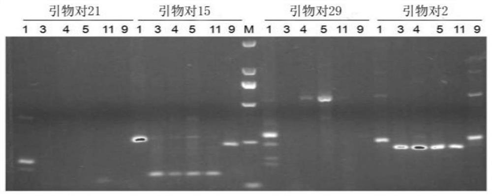 The ssr primer pair of persimmon anthracnose based on the genome of related species and its application