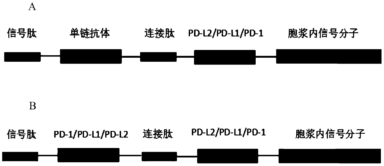 A kind of multigene recombinant chimeric antigen receptor molecule