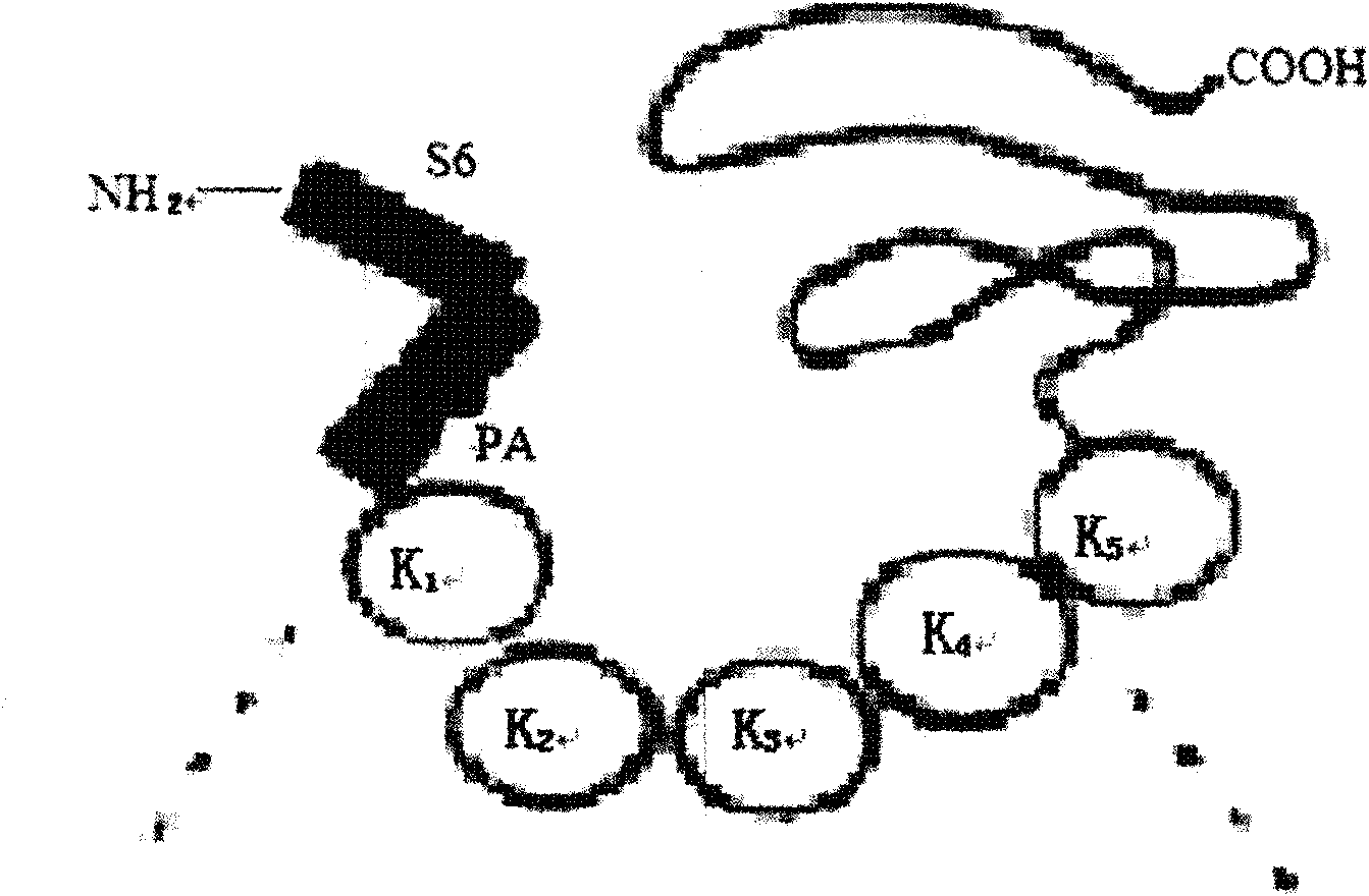 Method for cloning, identifying and expressing fusion and non-fusion genes of angiostatin Kringle 5