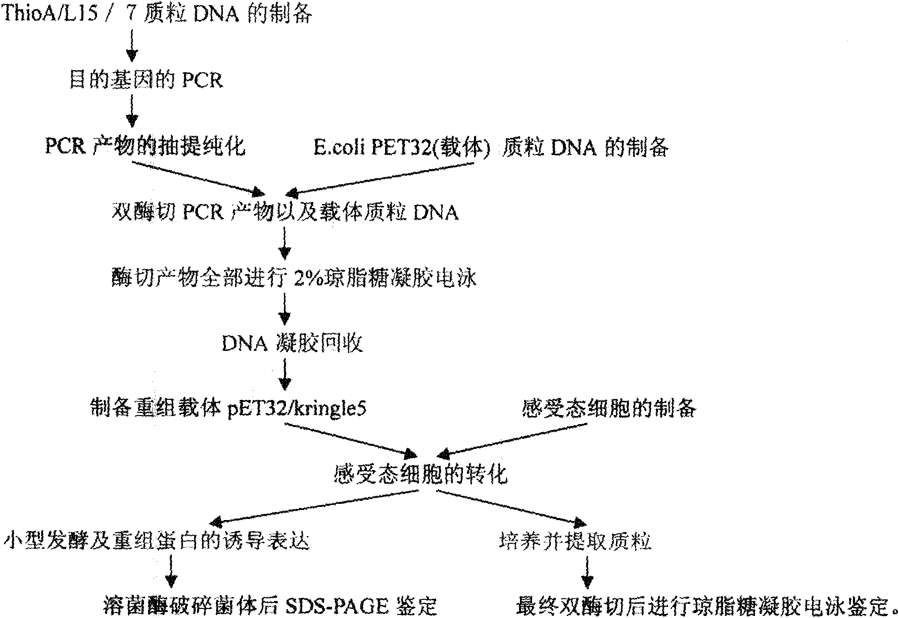 Method for cloning, identifying and expressing fusion and non-fusion genes of angiostatin Kringle 5