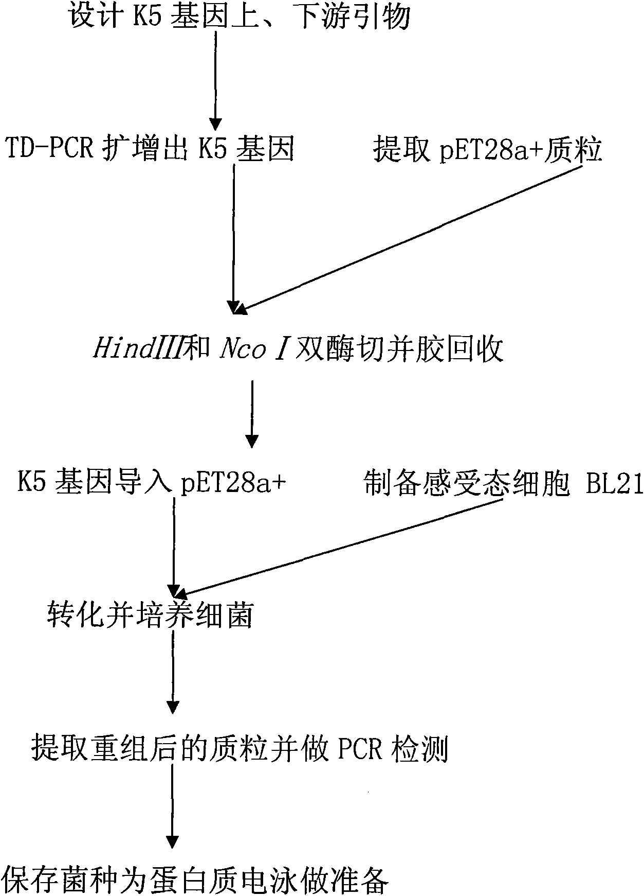 Method for cloning, identifying and expressing fusion and non-fusion genes of angiostatin Kringle 5