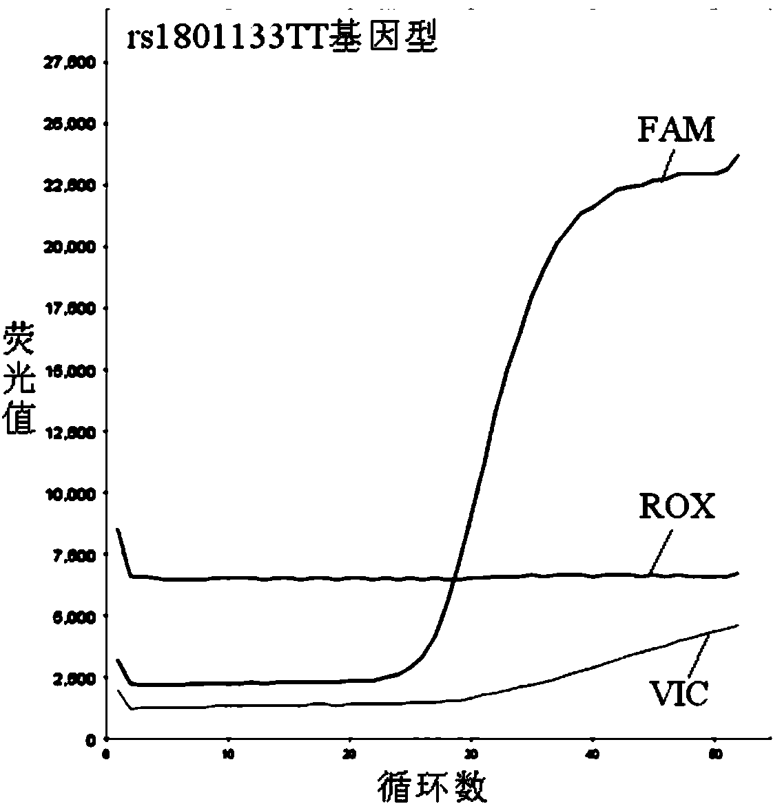 Primer for detecting folic acid metabolism related gene SNP, fluorescent probe and application