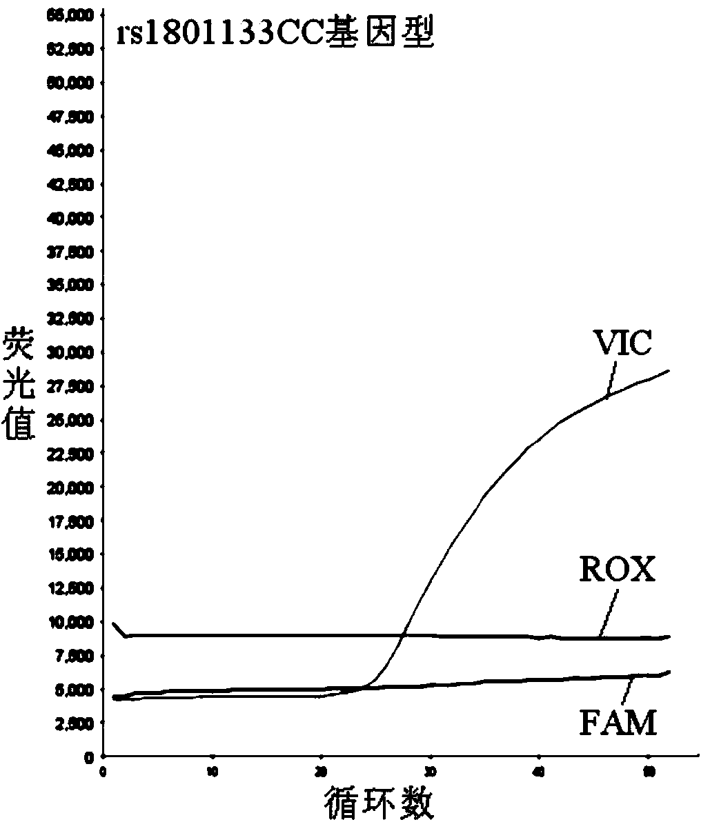 Primer for detecting folic acid metabolism related gene SNP, fluorescent probe and application