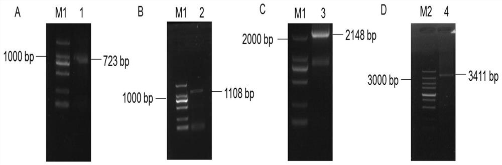 Huahuachai plasma membrane na  <sup>+</sup>  /H  <sup>+</sup> Antiporter and its coding gene and application