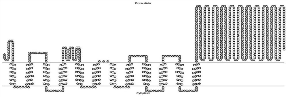 Huahuachai plasma membrane na  <sup>+</sup>  /H  <sup>+</sup> Antiporter and its coding gene and application