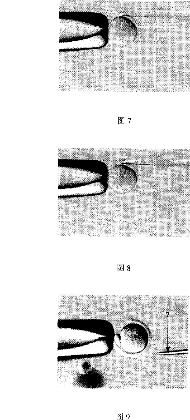 Transplantation method for nucleus