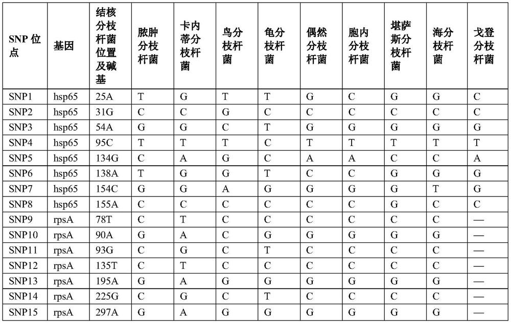 A SNP molecular marker, PCR primer and application for identifying Mycobacterium tuberculosis complex