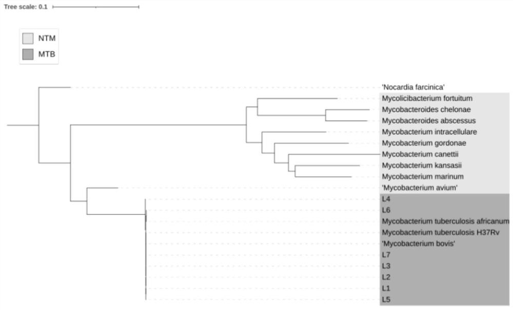 A SNP molecular marker, PCR primer and application for identifying Mycobacterium tuberculosis complex