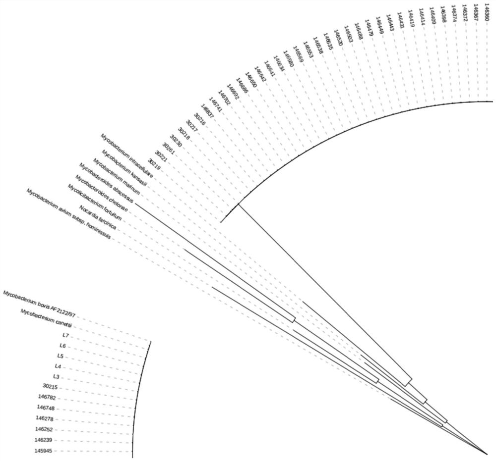 A SNP molecular marker, PCR primer and application for identifying Mycobacterium tuberculosis complex