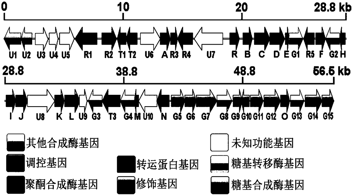 Gene cluster for regulating and controlling synthesis of milbemycins, recombinant streptomyces as well as preparation method and application of recombinant streptomyces