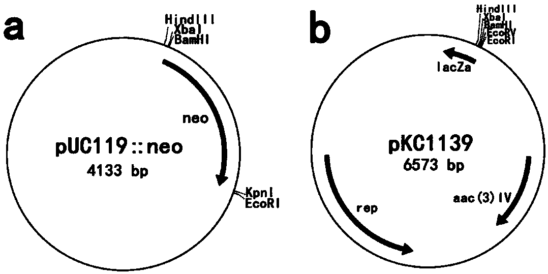 Gene cluster for regulating and controlling synthesis of milbemycins, recombinant streptomyces as well as preparation method and application of recombinant streptomyces