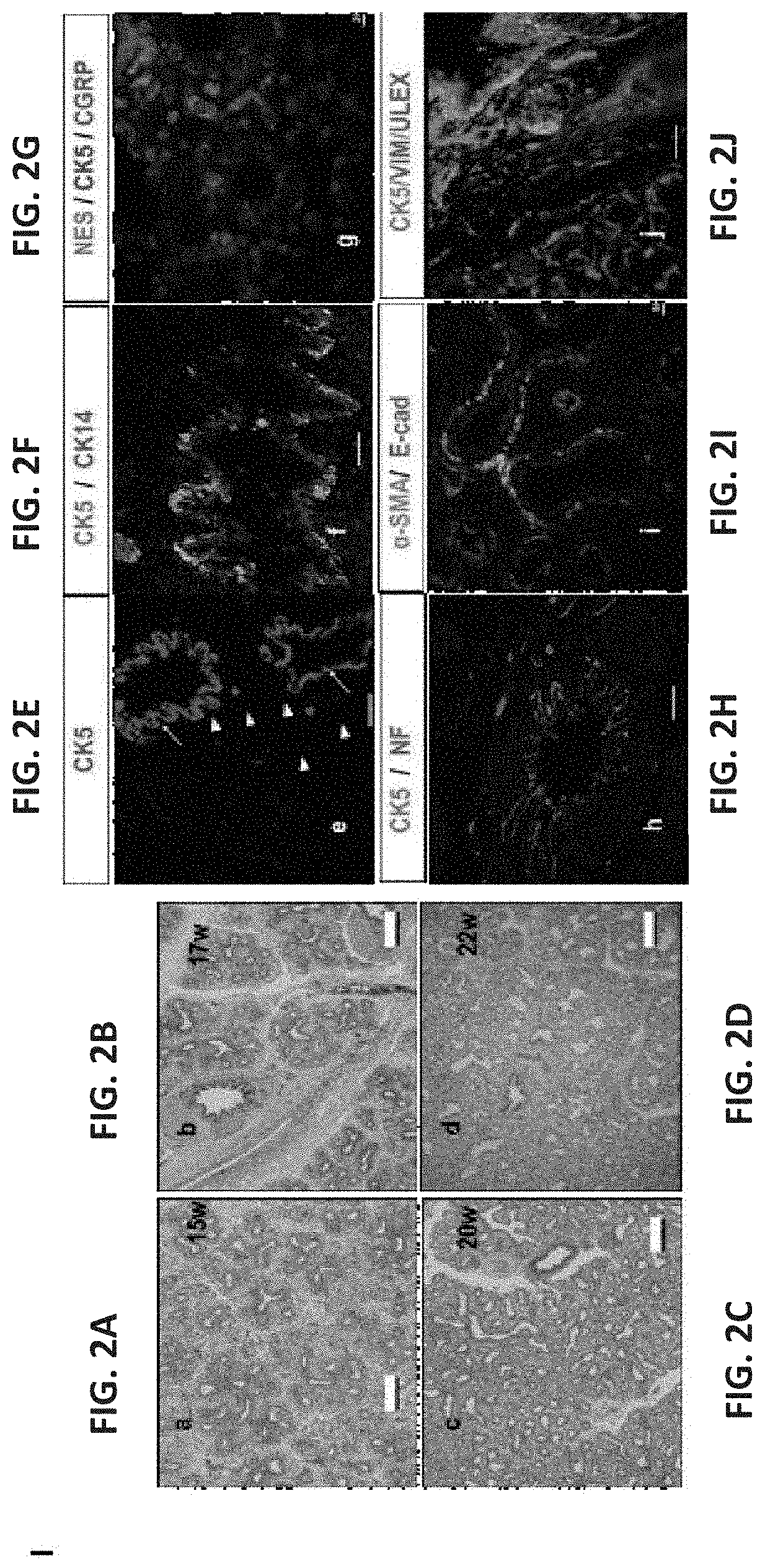 Conditioning protocols and use of same for tissue regeneration