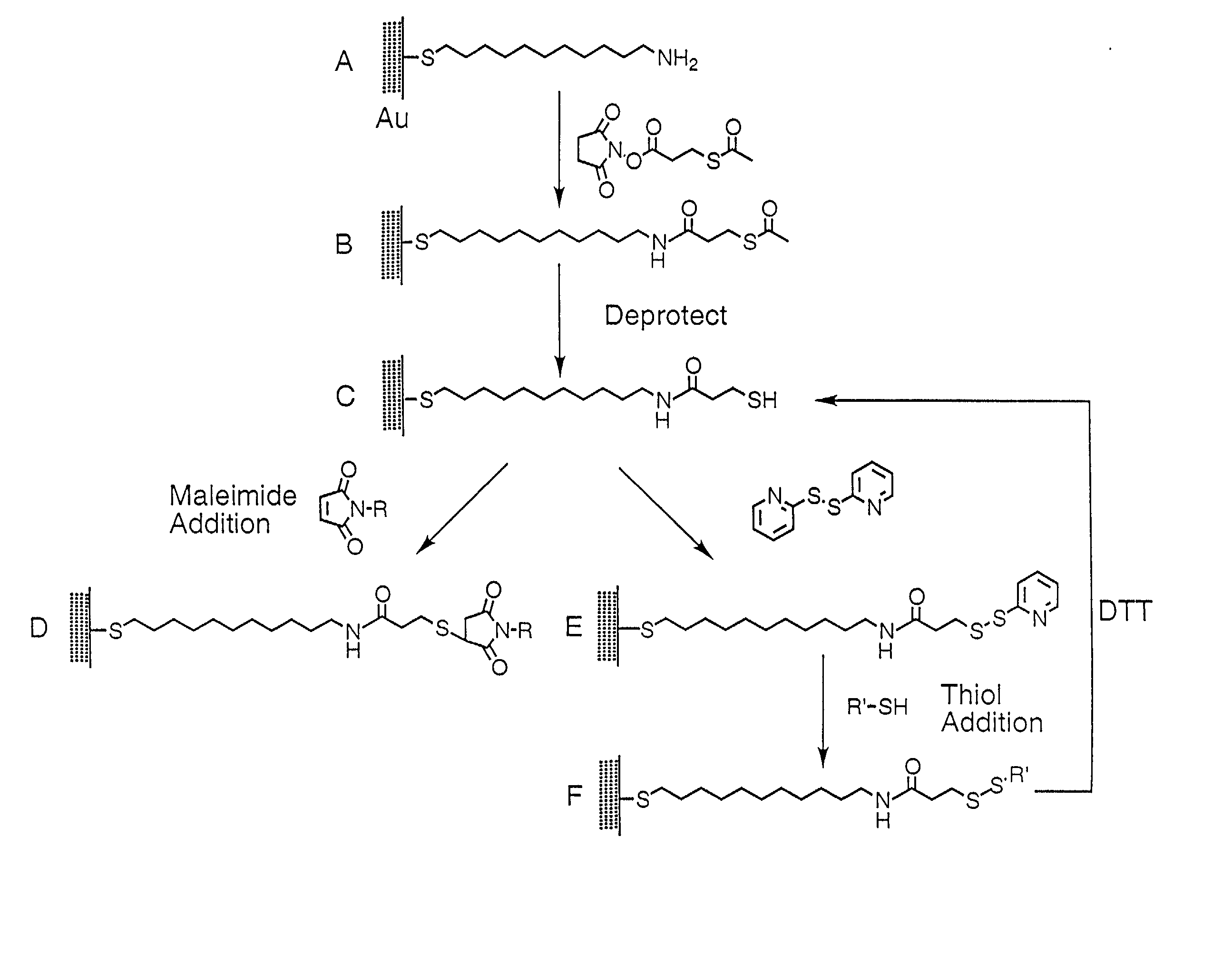 Fusion protein arrays on metal substrates for surface plasmon resonance imaging