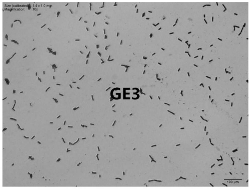 A kind of colloidal matrix for drought resistance and growth promotion of forest trees and its application