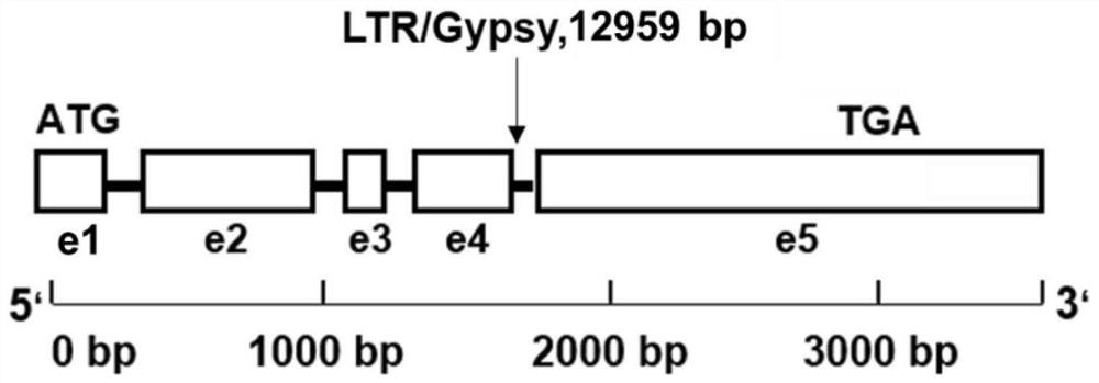 Gene mutant of low-cadmium-accumulation control gene ZmCd1 of corn grains, molecular marker for gene mutant and application of gene mutant