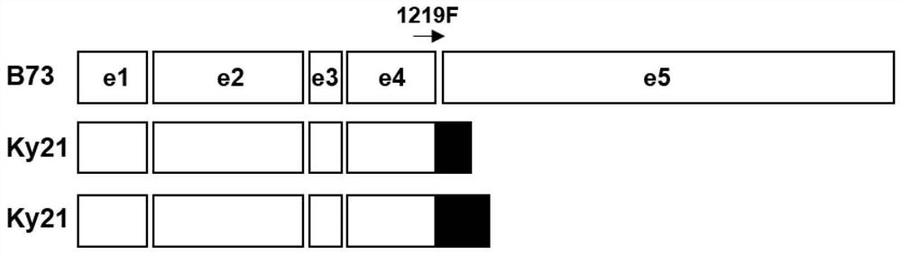 Gene mutant of low-cadmium-accumulation control gene ZmCd1 of corn grains, molecular marker for gene mutant and application of gene mutant