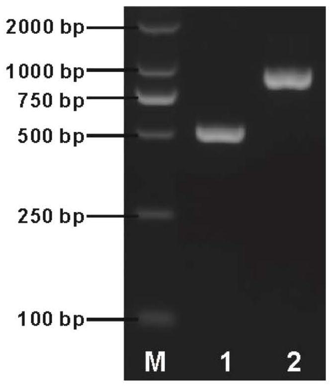 Gene mutant of low-cadmium-accumulation control gene ZmCd1 of corn grains, molecular marker for gene mutant and application of gene mutant