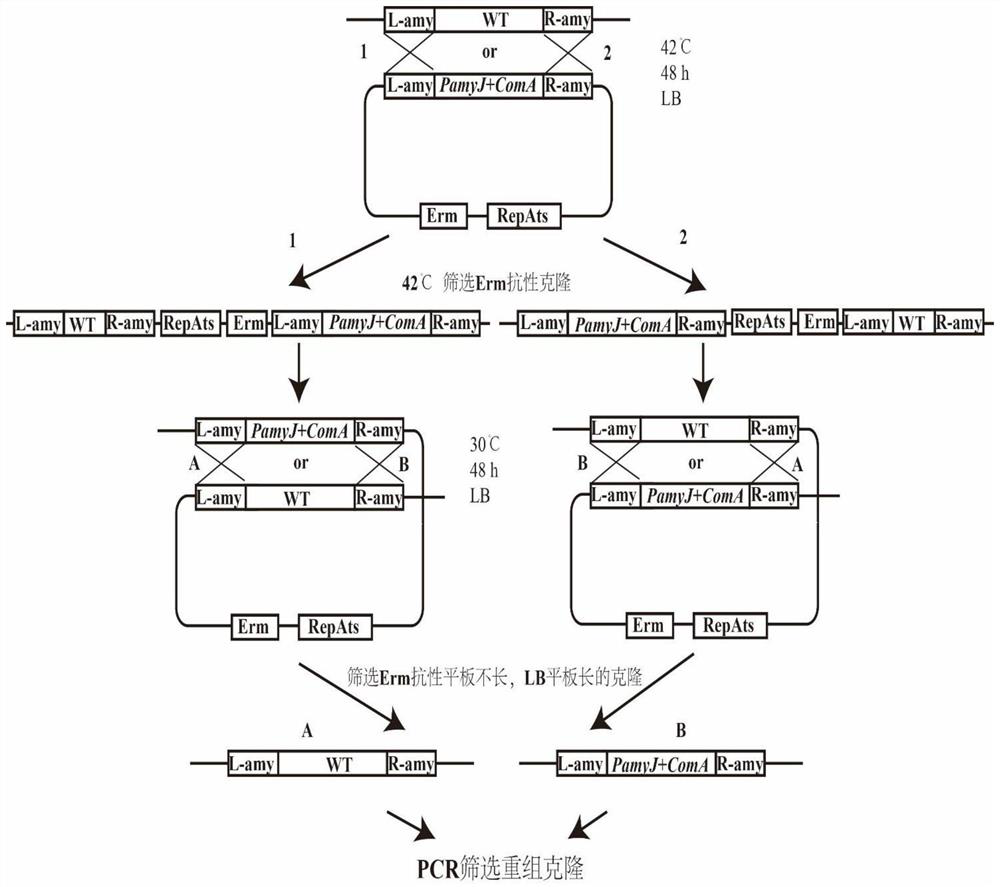 Method for increasing production of antifungal peptide bacillomycin D by overexpressing coma gene