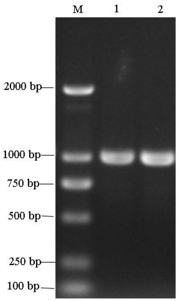 Method for increasing production of antifungal peptide bacillomycin D by overexpressing coma gene