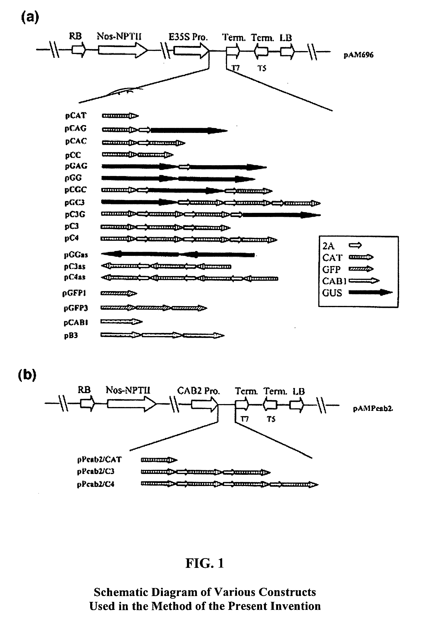 Method for efficient post-transcriptional gene silencing using intrinsic direct repeat sequences and utilization thereof in functional genomics