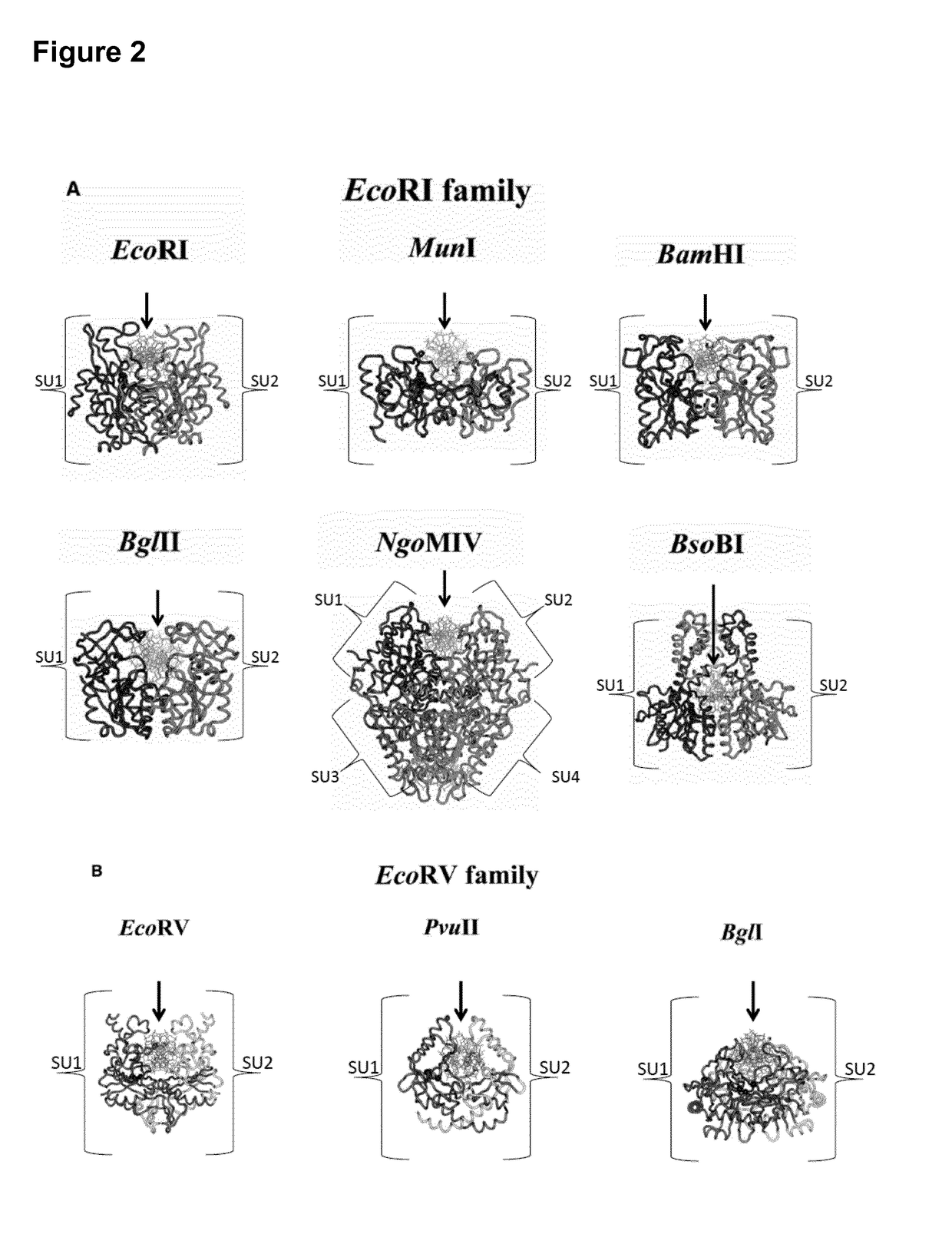 Method for in vitro transcription using an immobilized restriction enzyme