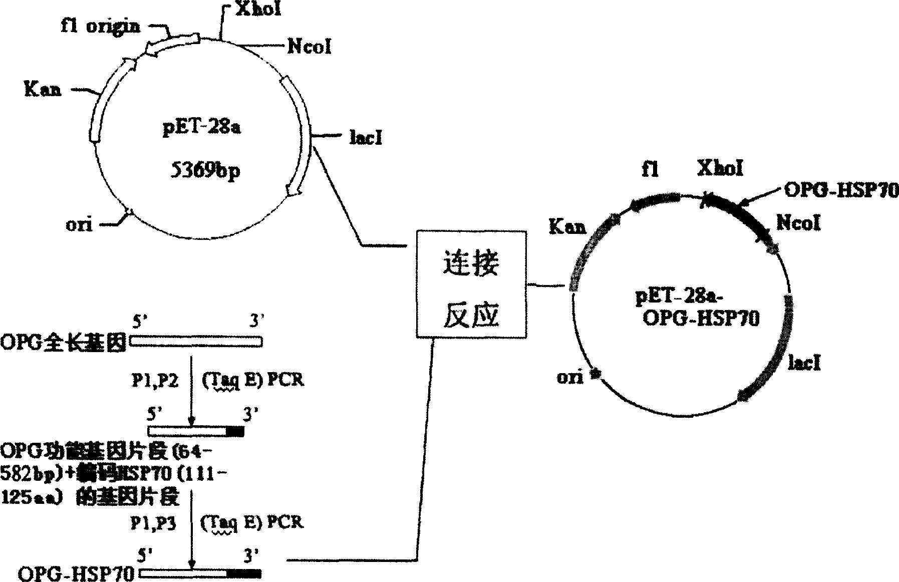 Preparation and use of OPG-HSP70 fusion protein