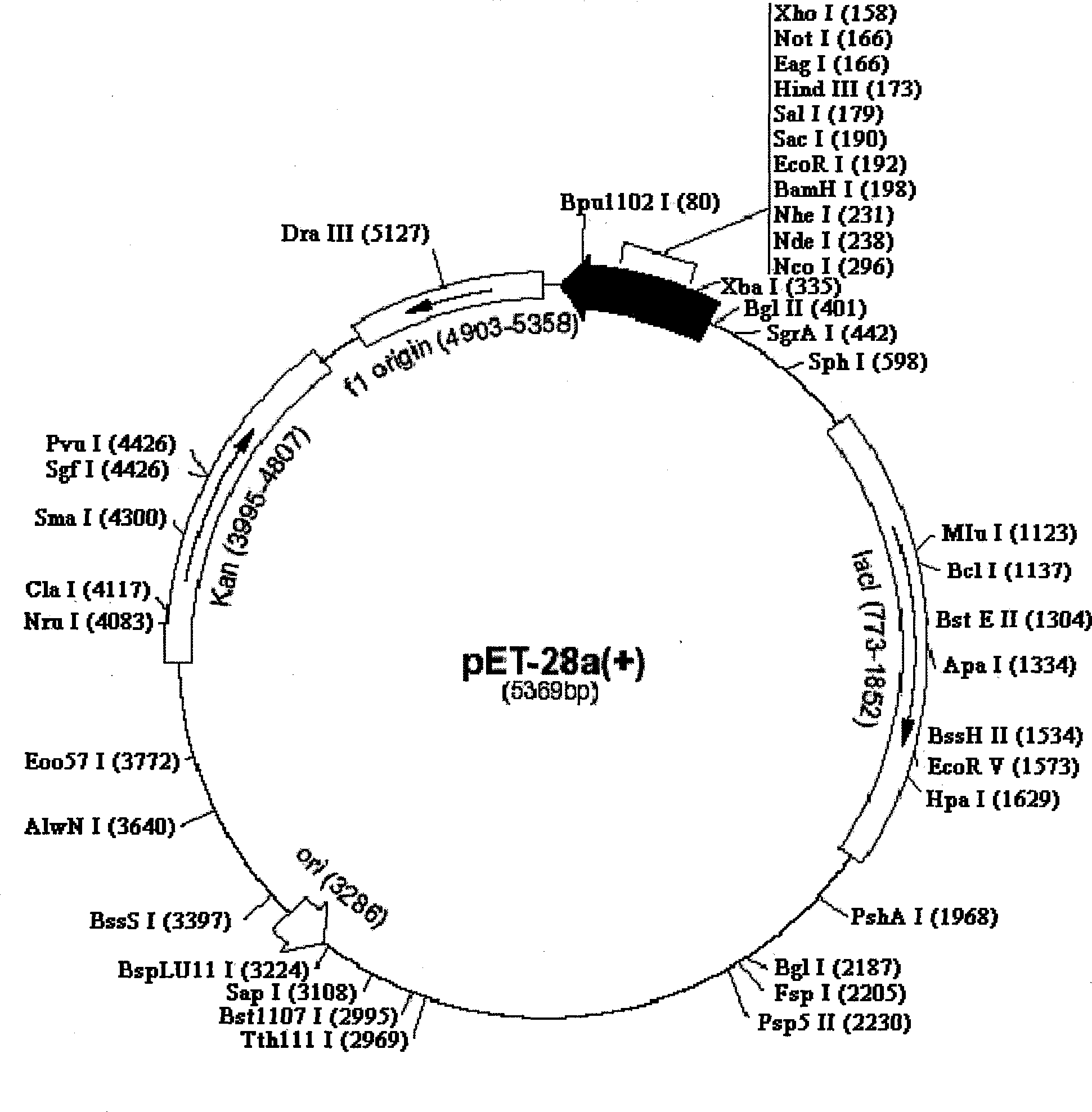 Preparation and use of OPG-HSP70 fusion protein