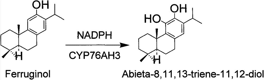 Cytochrome P450 gene participated in anabolism of tanshinone compound as well as coding product and application thereof