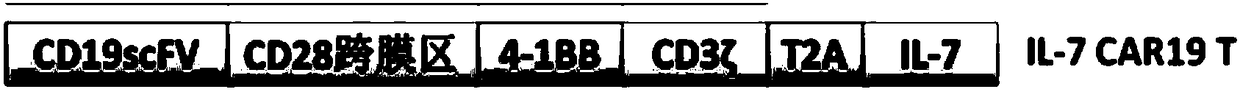 CAR (chimeric antigen receptor) secreting IL-7, virus vector, expression cell, preparation method and drug