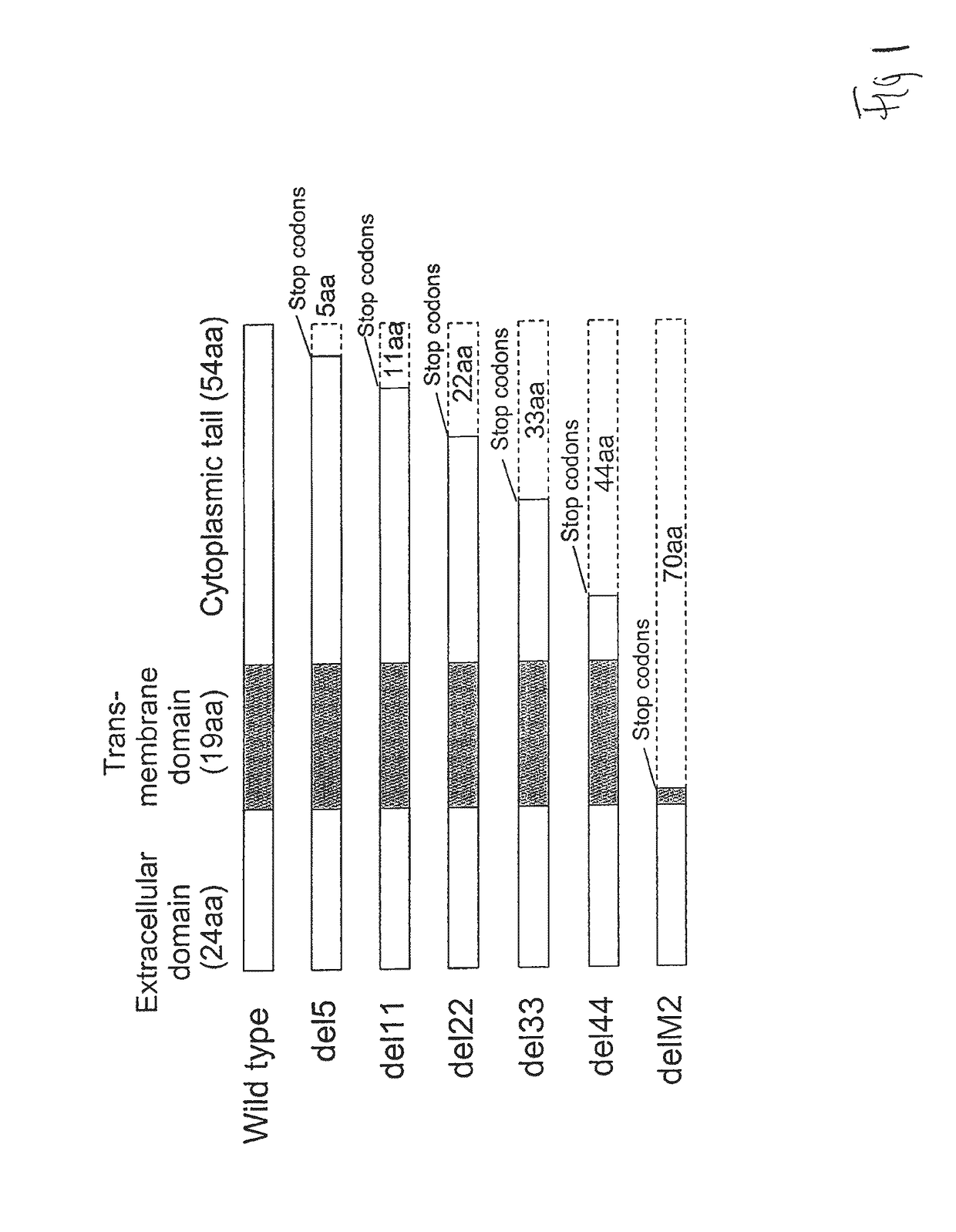 Vaccines comprising mutant attenuated influenza viruses