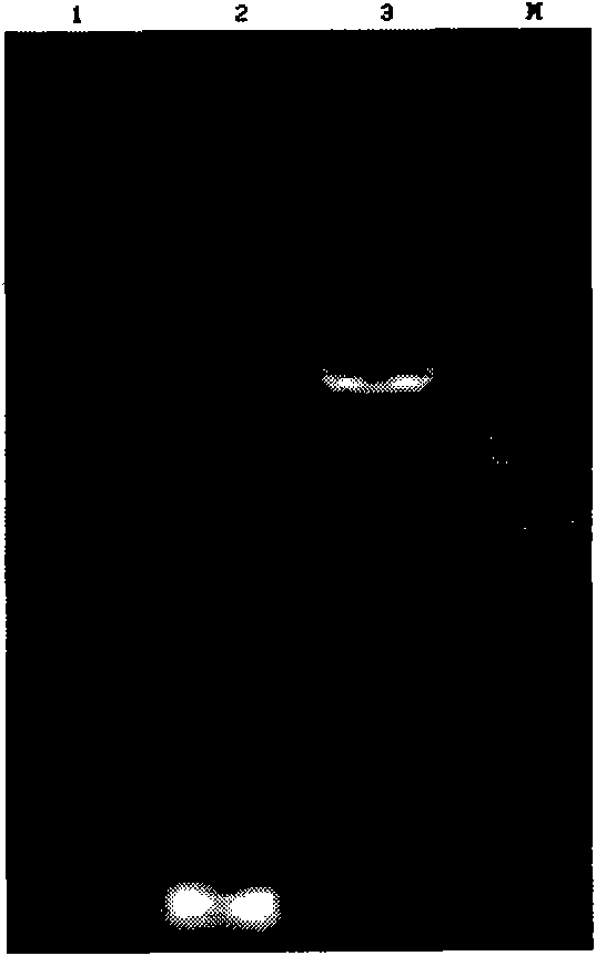 Preparation method of antibacterial peptide gene engineering strain