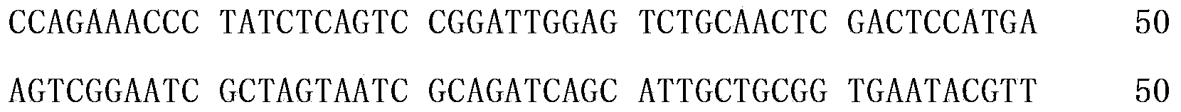 Stenotrophomonas maltophilia strain CZRST19 capable of dissolving pond oscillatoria, and its application