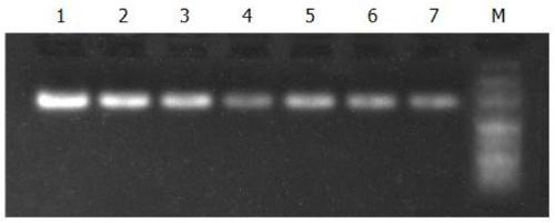 Body fluid tumor cell DNA extraction kit