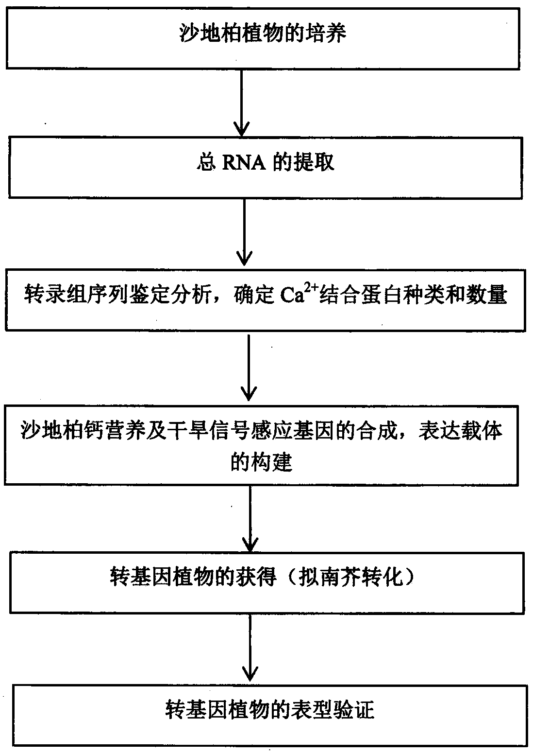 Cypress sativa regulates plant calcium nutrition and drought signal sensing gene cml11 and its application