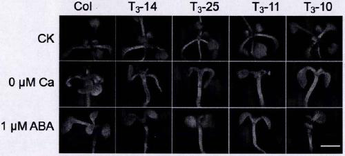 Cypress sativa regulates plant calcium nutrition and drought signal sensing gene cml11 and its application