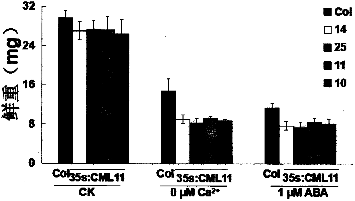 Cypress sativa regulates plant calcium nutrition and drought signal sensing gene cml11 and its application