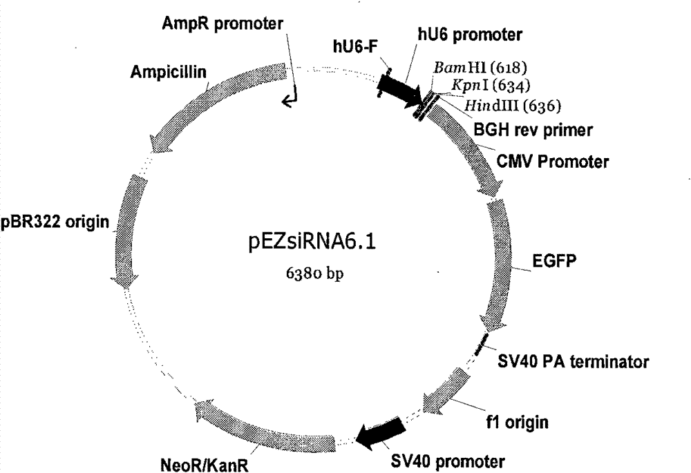 Construction of 21ShRNA fluorescent expression vector of long-term silencing esophageal cancer cell HIF-1Alpha gene