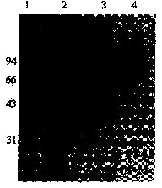 Acidophil Beta-glucanase GLU7A and gene and application thereof