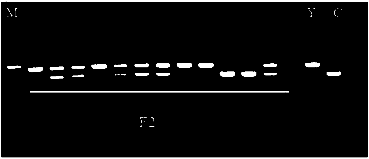 Insertion deletion marker site for identifying shape of watermelon fruit, primer and application