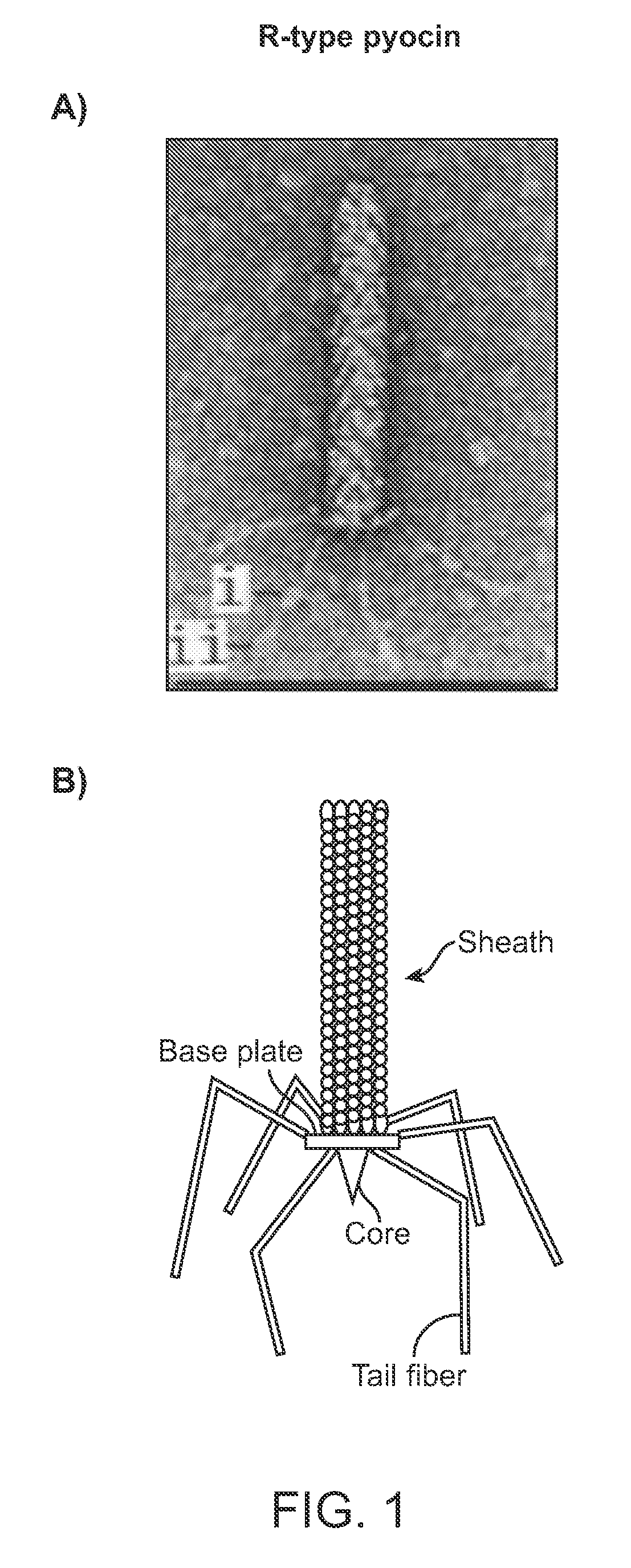 Modified bacteriocins and methods for their use