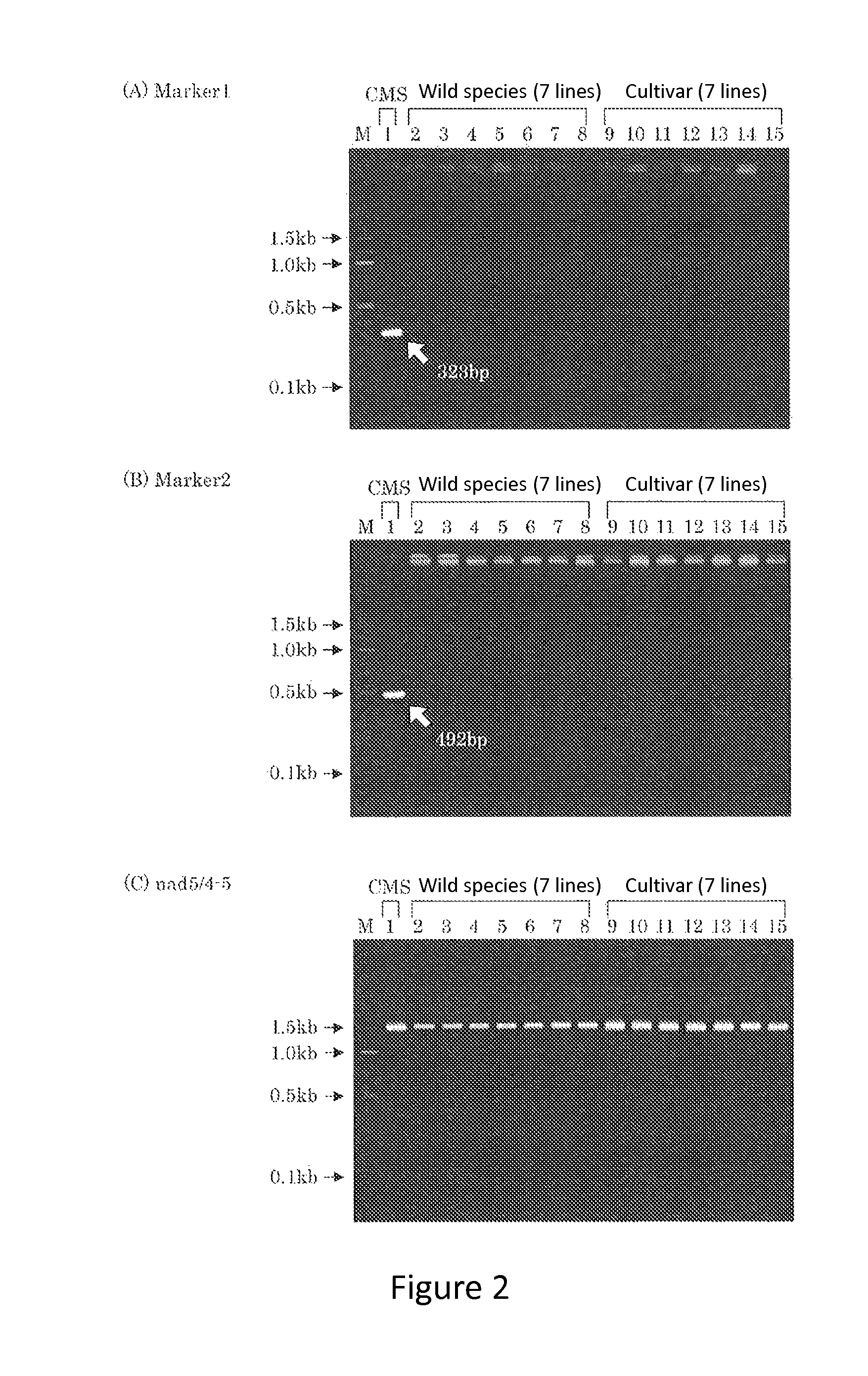 Cytoplasmic male sterile eustoma and a method for developing thereof