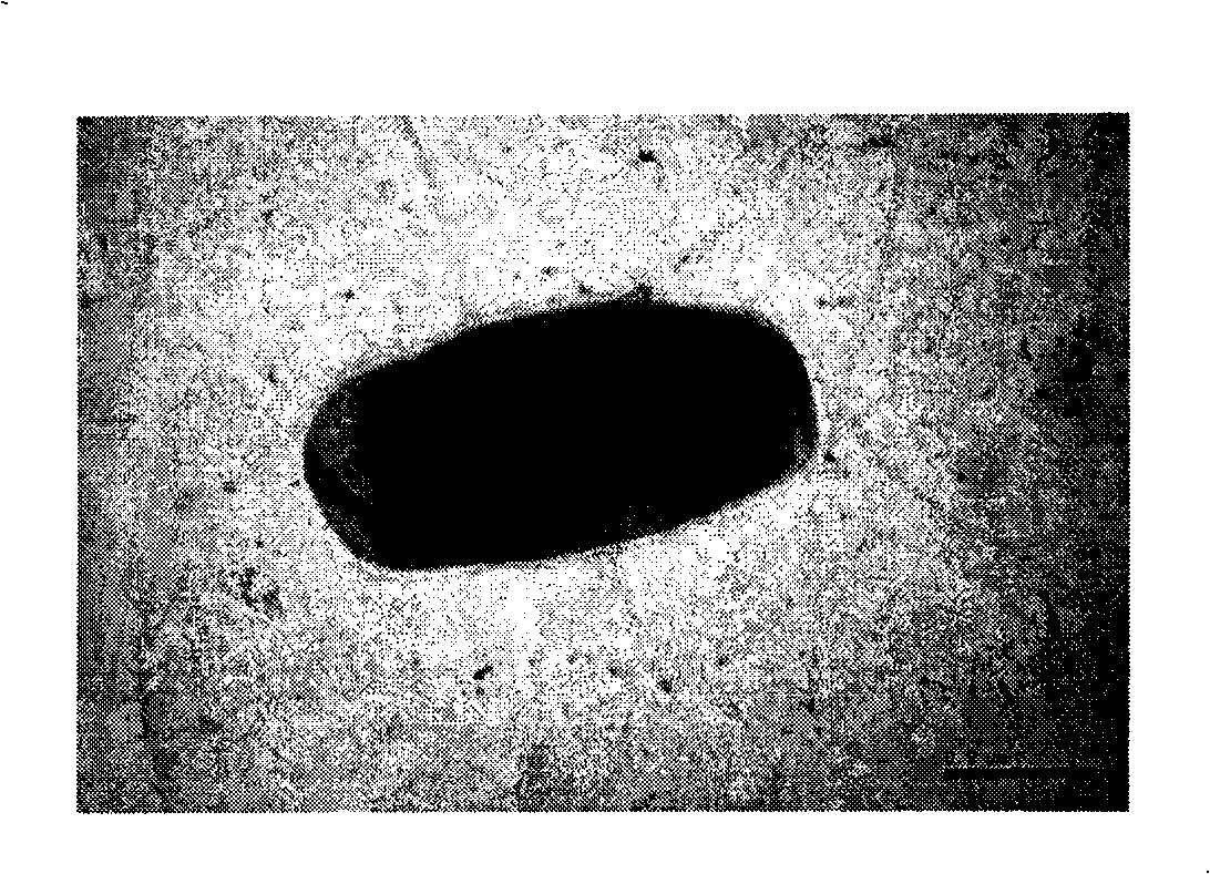 Achromobacter capable of degrading aniline and application thereof