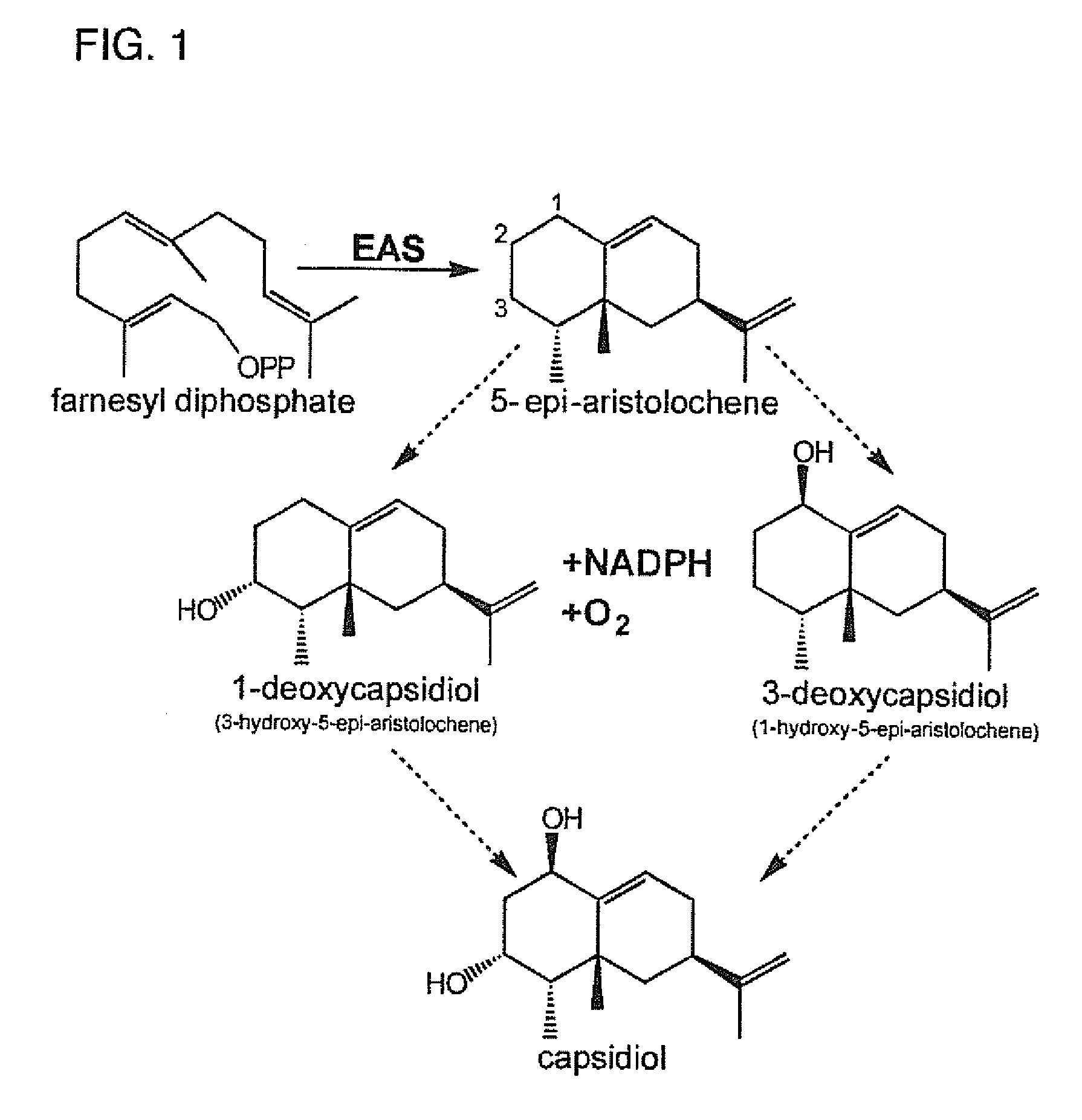 Cytochrome p450s and uses thereof