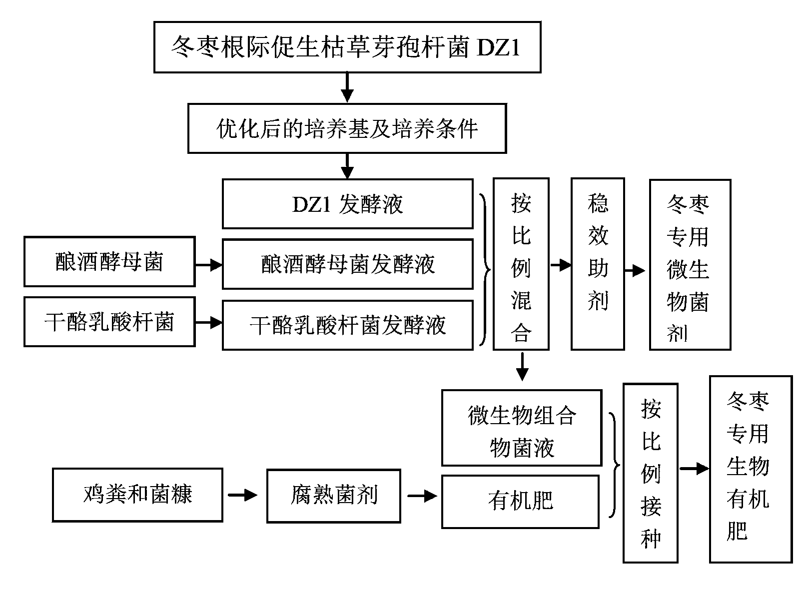 Microbial agent and bio-organic fertilizer special for winter jujube and preparation methods thereof