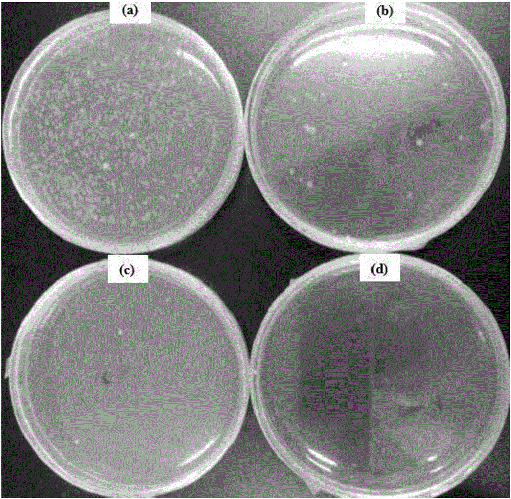 Amphiphilic fluorine-containing block copolymer antibacterial material and preparation method thereof