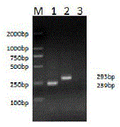 PCR (polymerase chain reaction) identification method for porcine PRV (pseudorabies virus) variant strains