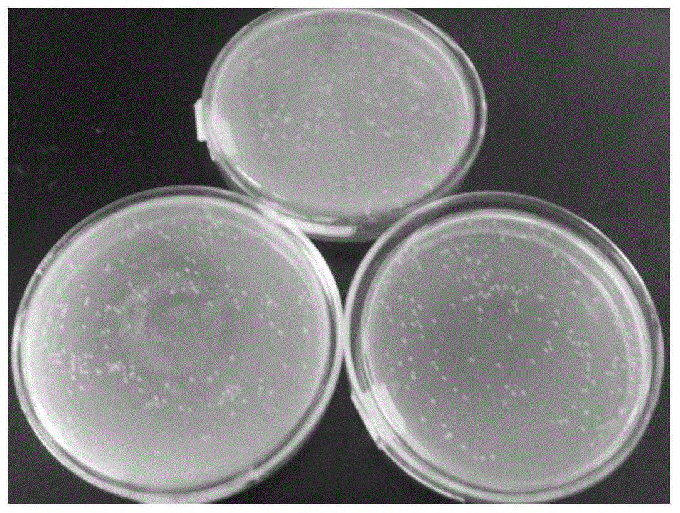 Deamination and deodorization bacterial strain QDN01 and application thereof in biological deodorization