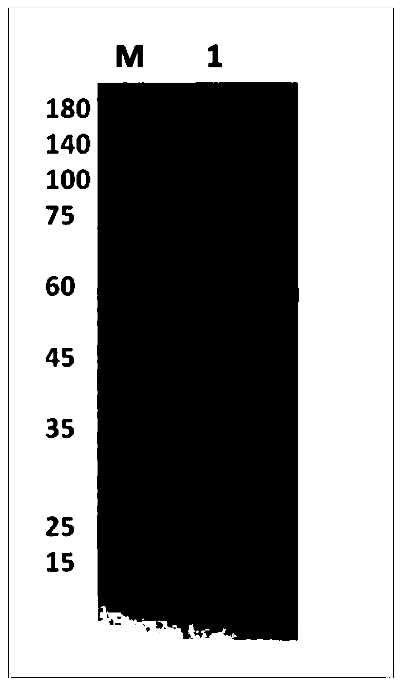 Anti-CK20 protein monoclonal antibody and cell line and preparing method and application thereof