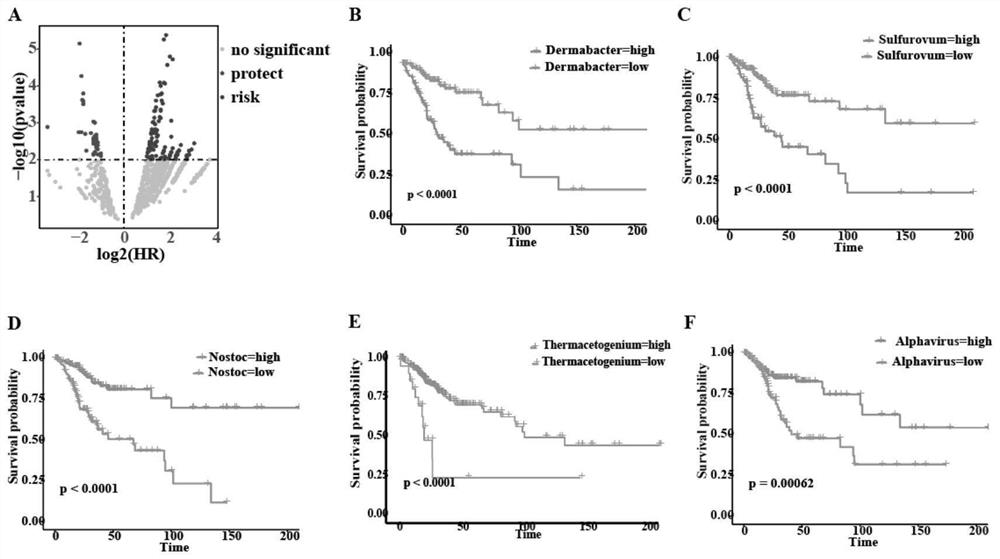 Cervical cancer prognosis marker microorganism and application thereof in preparation of cervical cancer prognosis prediction and diagnosis product