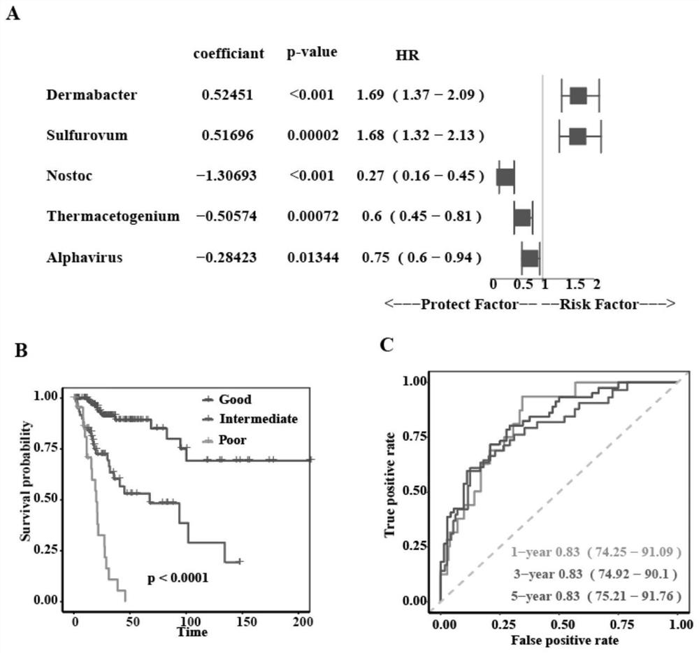 Cervical cancer prognosis marker microorganism and application thereof in preparation of cervical cancer prognosis prediction and diagnosis product